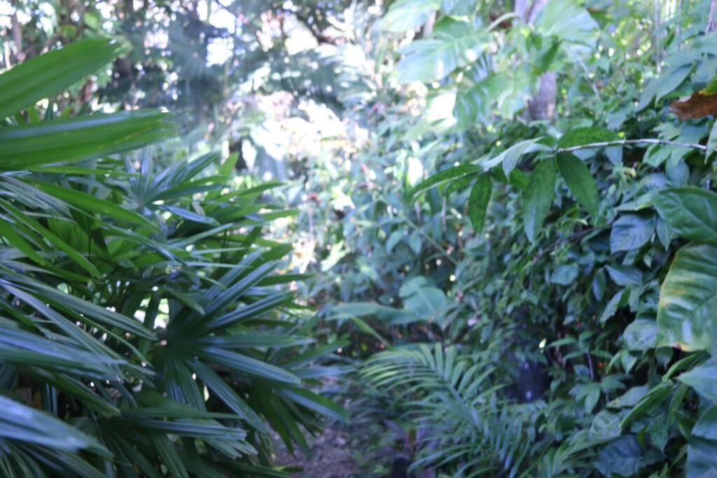 Vila Beauty Tiny Walk To Sea Port Douglas Exteriér fotografie